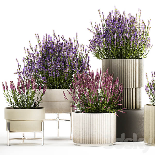 Wildflower bushes in outdoor flowerpots from lavender, catnip, sage, Plant Collection 1193