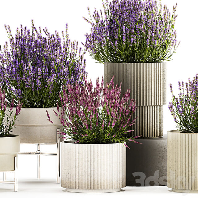 Wildflower bushes in outdoor flowerpots from lavender, catnip, sage, Plant Collection 1193