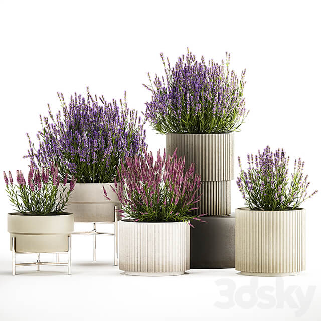 Wildflower bushes in outdoor flowerpots from lavender, catnip, sage, Plant Collection 1193