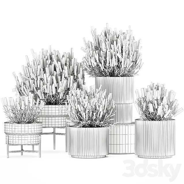 Wildflower bushes in outdoor flowerpots from lavender, catnip, sage, Plant Collection 1193