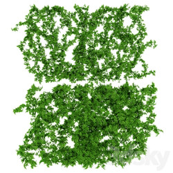 Wall of vine leaves 3D Models 