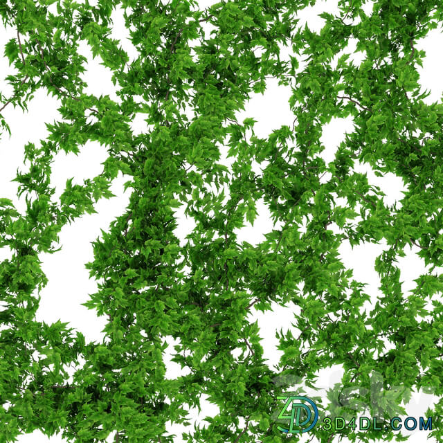Wall of vine leaves 3D Models