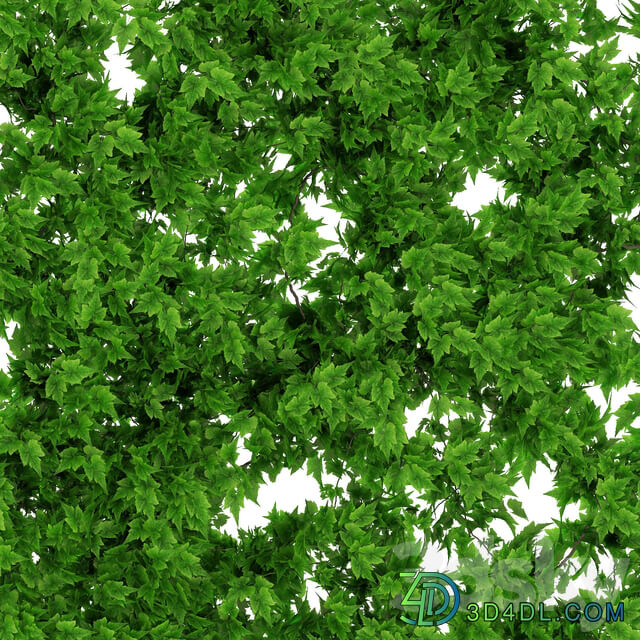 Wall of vine leaves 3D Models
