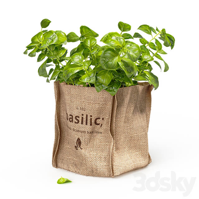 Basil in burlap (microgreens)