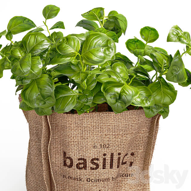 Basil in burlap (microgreens)