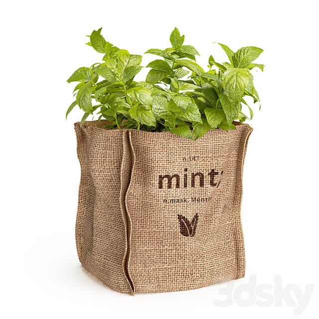 Mint in a burlap pot