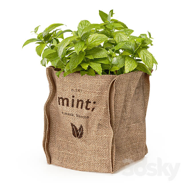 Mint in a burlap pot