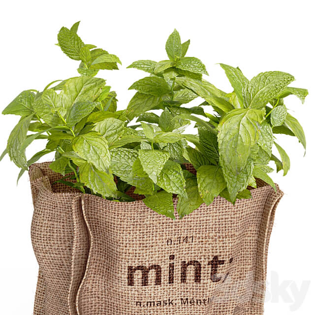 Mint in a burlap pot