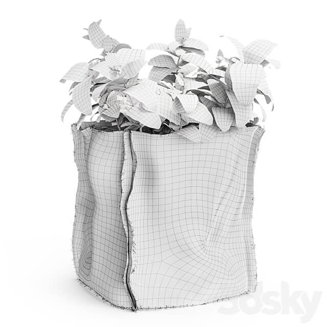 Mint in a burlap pot