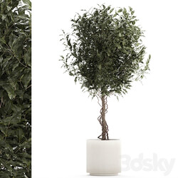 Beautiful interior tree in a modern pot Ficus benjamina. 1232 