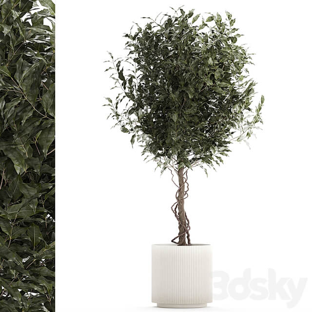 Beautiful interior tree in a modern pot Ficus benjamina. 1232
