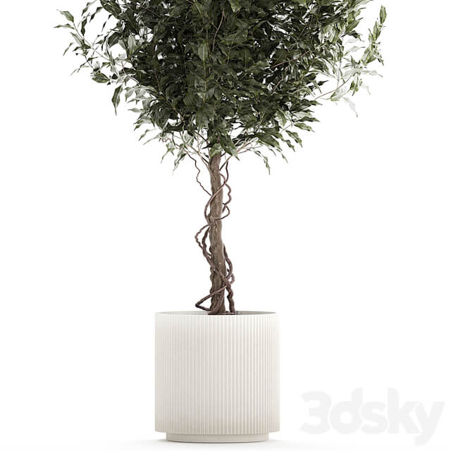 Beautiful interior tree in a modern pot Ficus benjamina. 1232