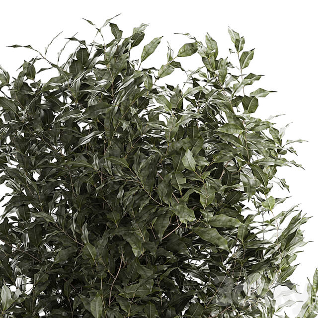Beautiful interior tree in a modern pot Ficus benjamina. 1232