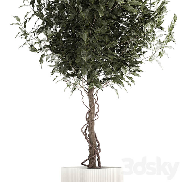 Beautiful interior tree in a modern pot Ficus benjamina. 1232