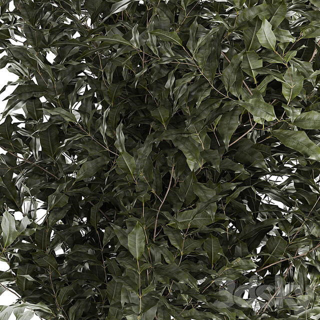 Beautiful interior tree in a modern pot Ficus benjamina. 1232