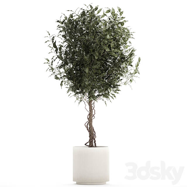 Beautiful interior tree in a modern pot Ficus benjamina. 1232