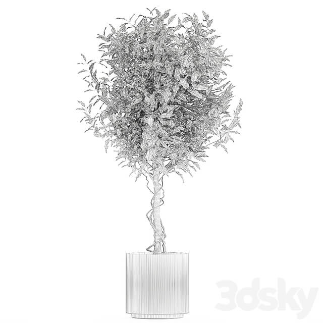 Beautiful interior tree in a modern pot Ficus benjamina. 1232
