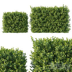 Boxwood 04 