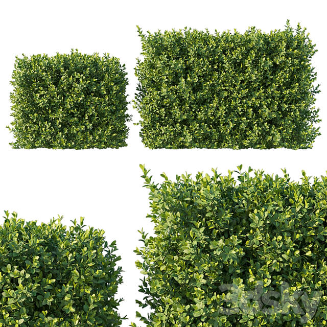 Boxwood 04