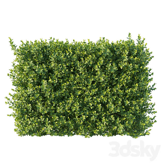 Boxwood 04