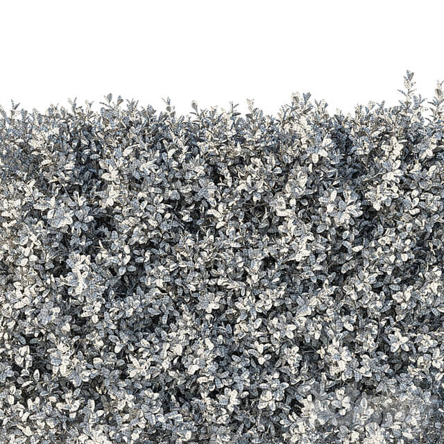 Boxwood 04