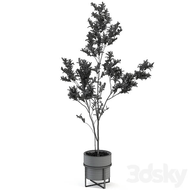 indoor plant 004