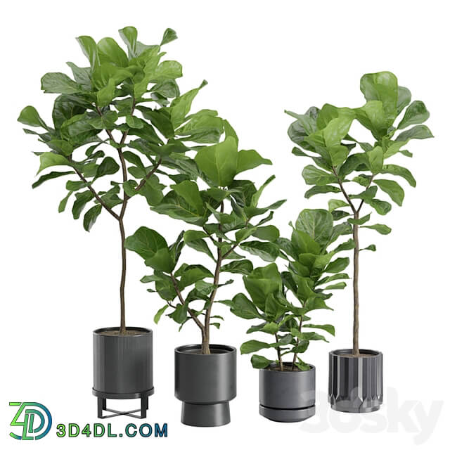 Ficus Lyrata in Dark Planters