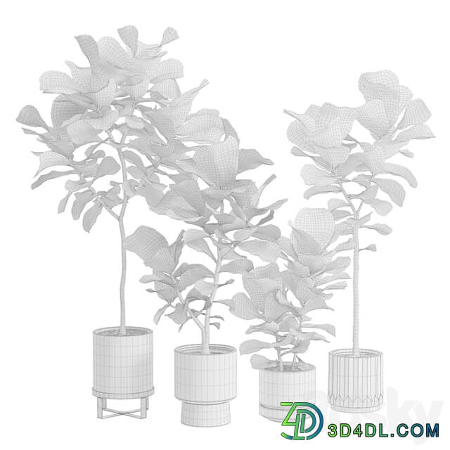 Ficus Lyrata in Dark Planters