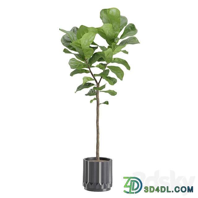 Ficus Lyrata in Dark Planters
