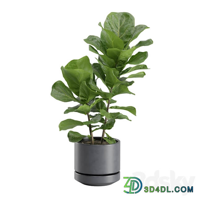 Ficus Lyrata in Dark Planters