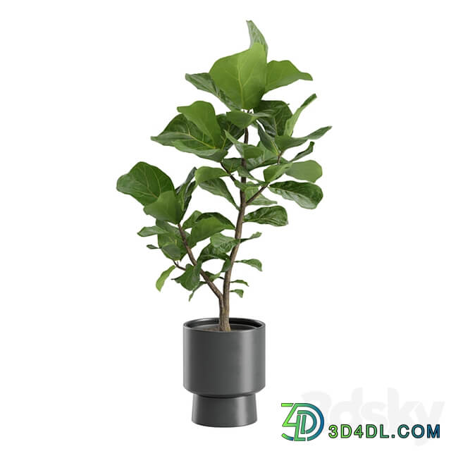 Ficus Lyrata in Dark Planters