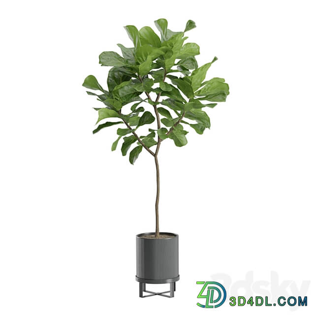 Ficus Lyrata in Dark Planters
