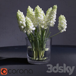 Muscari Hyacinthaceae 3D Models 