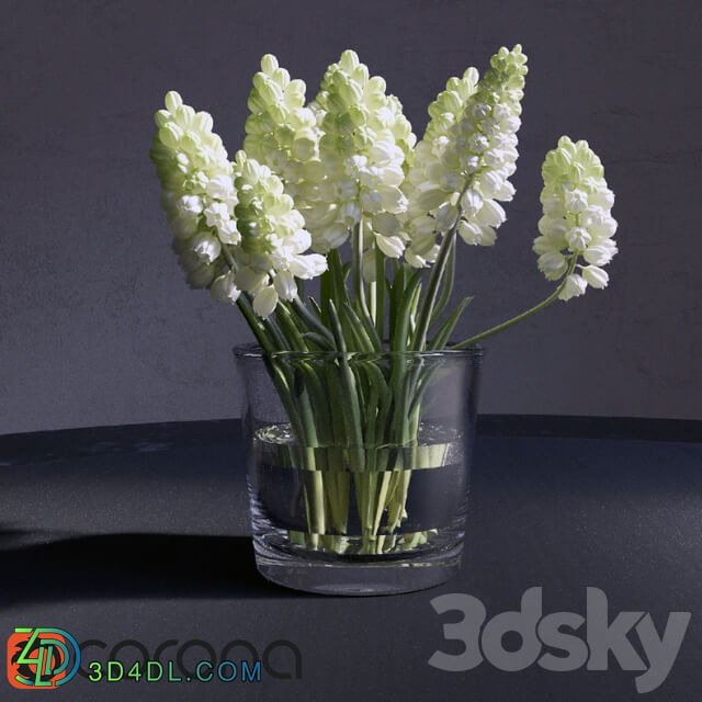 Muscari Hyacinthaceae 3D Models