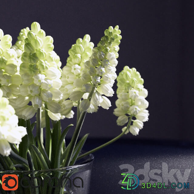 Muscari Hyacinthaceae 3D Models