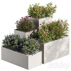 Plant Box Outdoor Plants Flowers 534 