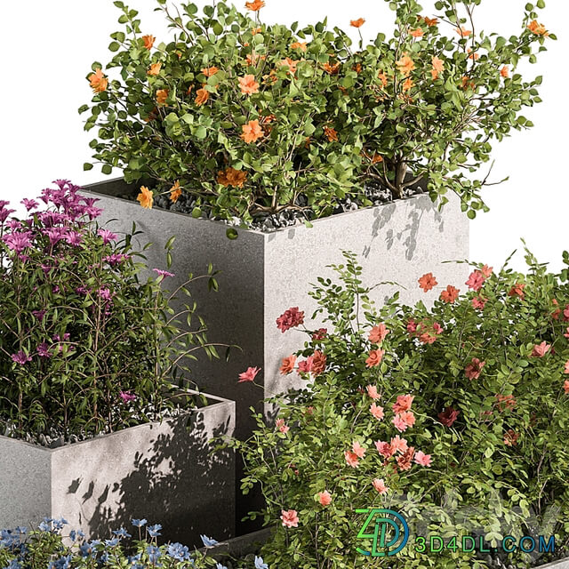 Plant Box Outdoor Plants Flowers 534