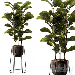 Indoor Plant SetV18 Ficus Stand Pot 
