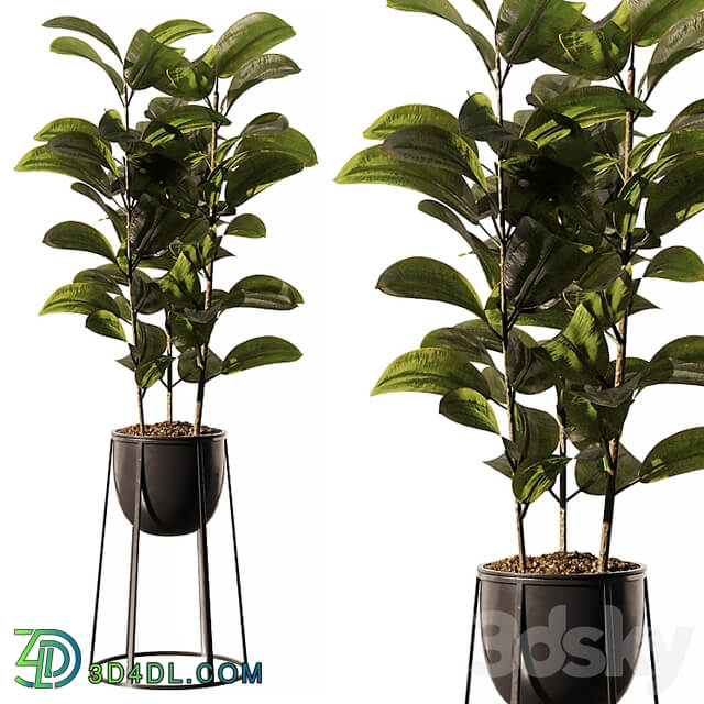 Indoor Plant SetV18 Ficus Stand Pot