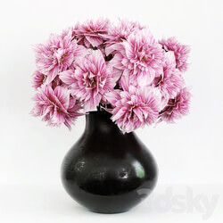 Dahlia 3D Models 