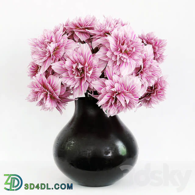 Dahlia 3D Models