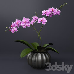 Pink orchid 3D Models 
