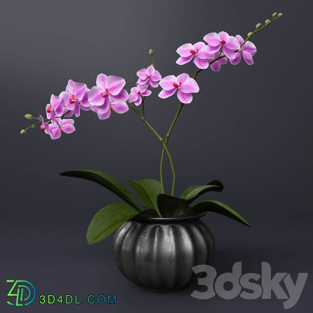 Pink orchid 3D Models