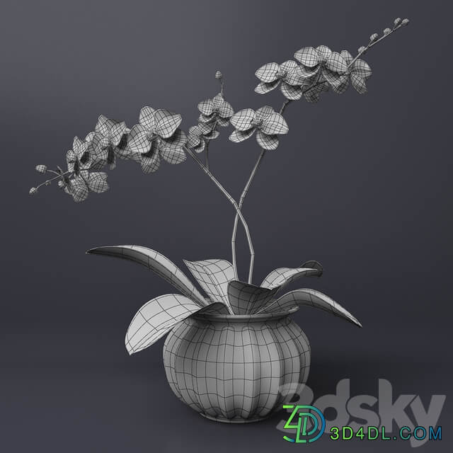 Pink orchid 3D Models