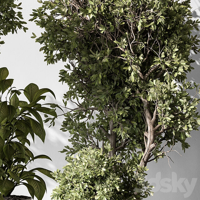 Indoor Plant 541 Tree in Pot