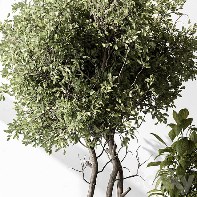 Indoor Plant 541 Tree in Pot