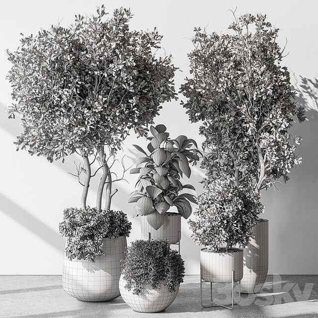 Indoor Plant 541 Tree in Pot