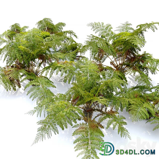 tree fern 04