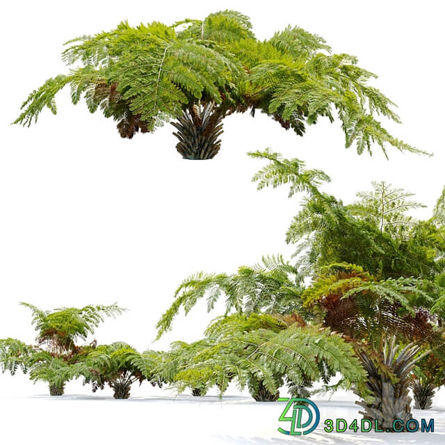 tree fern 04