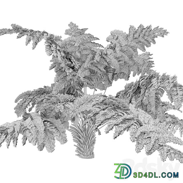 tree fern 04